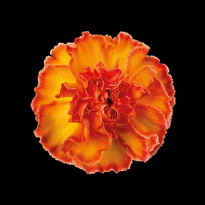 Dianthus St Moonshine