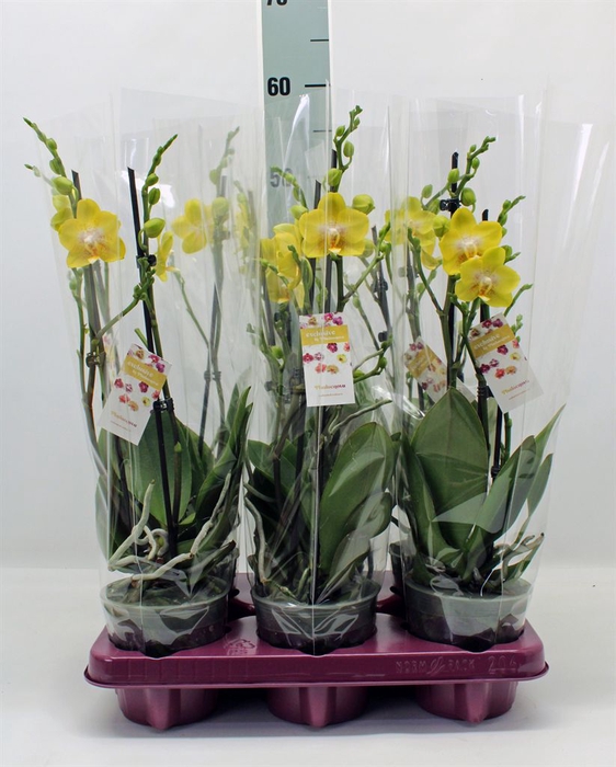 <h4>Phalaenopsis   ...</h4>