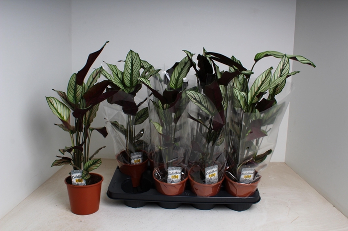 <h4>CALAT MA WHITESTAR</h4>