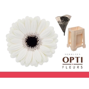 Germini Olaf Water/Hoes x80
