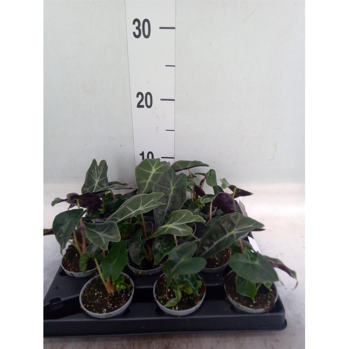 <h4>Alocasia   ...</h4>
