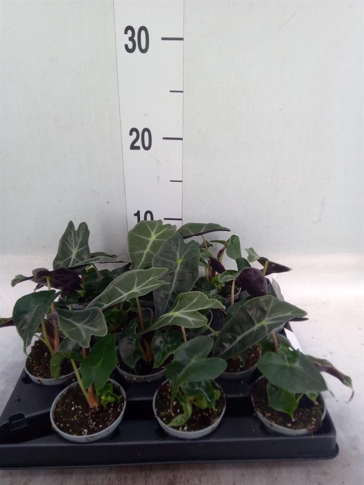 <h4>Alocasia   ...</h4>