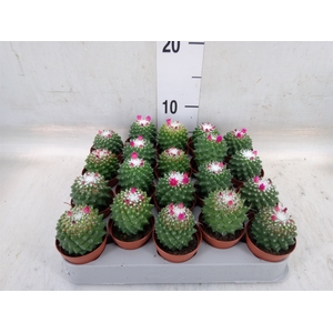 Mammillaria polythele 'Toluca'