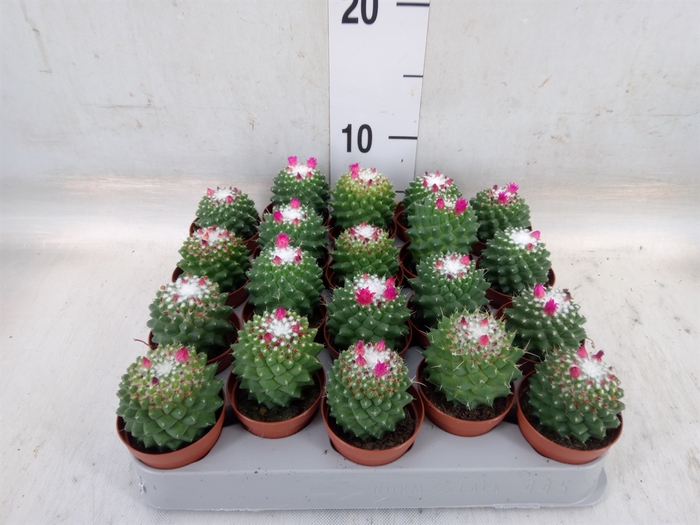 <h4>Mammillaria polythele 'Toluca'</h4>