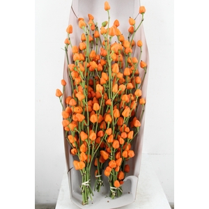 CAPS ORANGE PER BUNCH