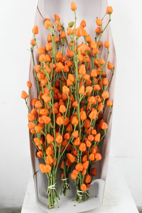 <h4>CAPS ORANGE PER BUNCH</h4>