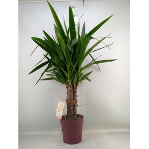 Yucca elephantipes   ...