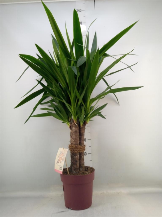 Yucca elephantipes   ...