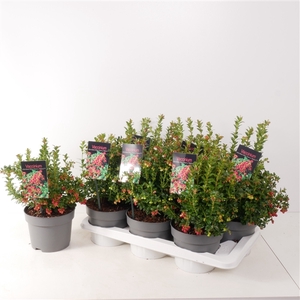 Vaccinium vitis-idaea 'Miss Cherry'® P17