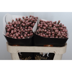 Hypericum Wx Caramel
