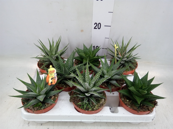 <h4>Haworthia   ...mix</h4>