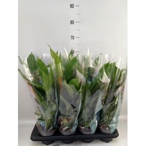 Spathiphyllum  'Strauss'