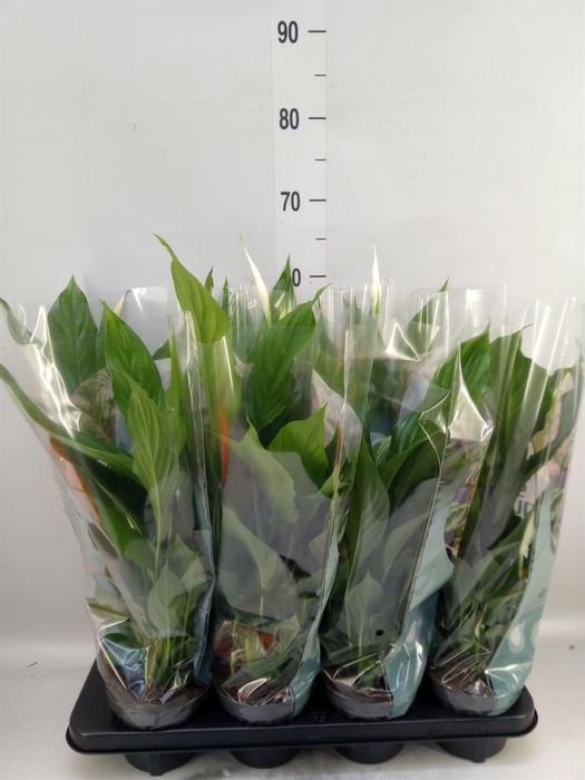 <h4>Spathiphyllum  'Strauss'</h4>