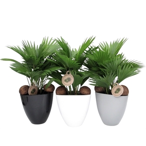 Livistona rotundifolia in avani pot