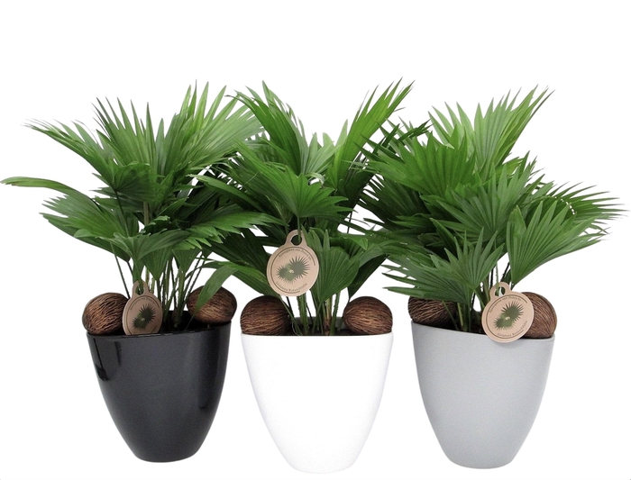 <h4>Livistona rotundifolia in avani pot</h4>