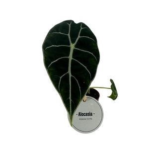 Alocasia Watsoniana