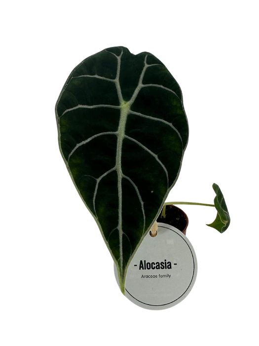 <h4>Alocasia Watsoniana</h4>