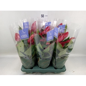 Anthurium  'Banderola Lava'