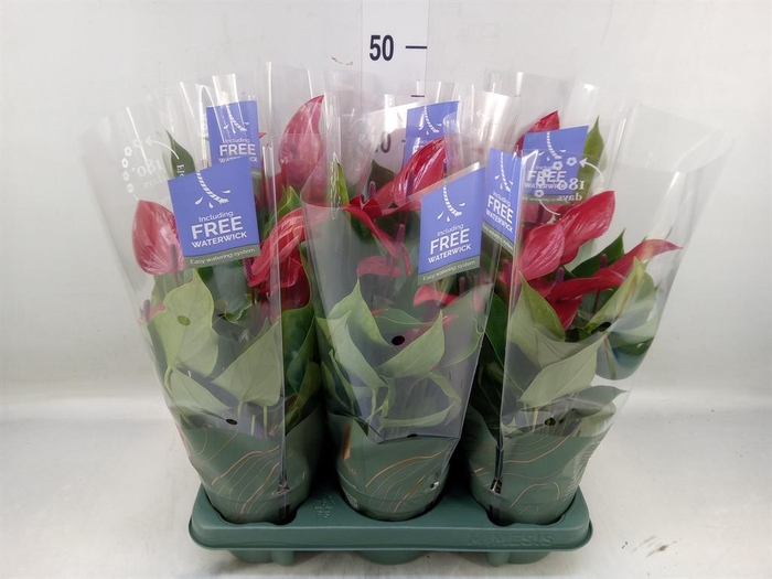 <h4>Anthurium  'Banderola Lava'</h4>