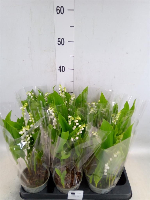 <h4>Convallaria majalis</h4>