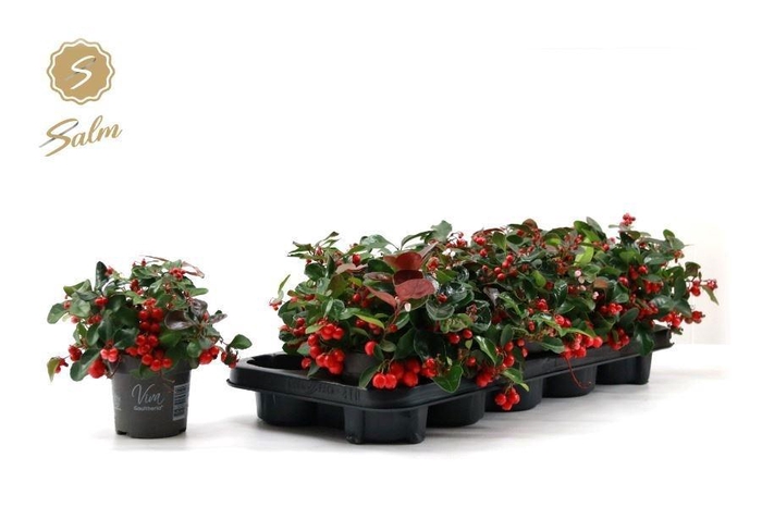 <h4>Gaulth Pr Big Berry</h4>