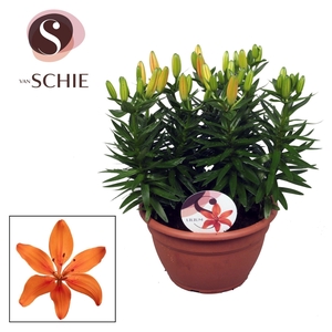 Az Matrix Orange Schaal 9pp
