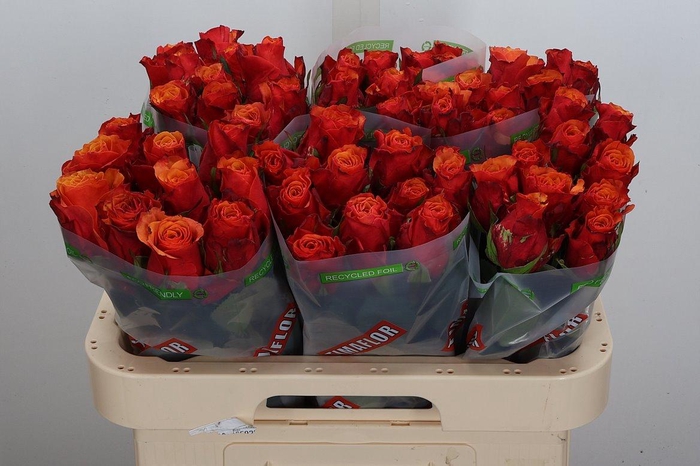 <h4>R Gr Espana</h4>