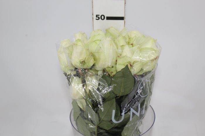 <h4>ROSA AVALANCHE 050 CM ESTUFA</h4>
