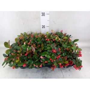 Gaultheria proc.