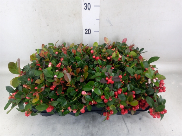 <h4>Gaultheria proc.</h4>