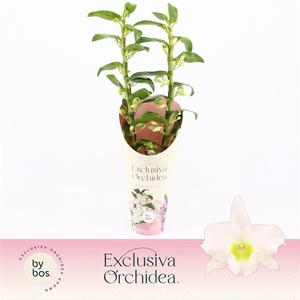 Dendrobium Nobilé, Apollon 2-spike 65+ cm 'Exclusiva Orchidea' Potcover