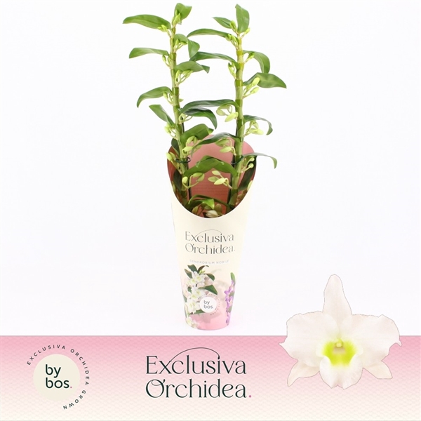 <h4>Dendrobium Nobilé, Apollon 2-spike 65+ cm 'Exclusiva Orchidea' Potcover</h4>