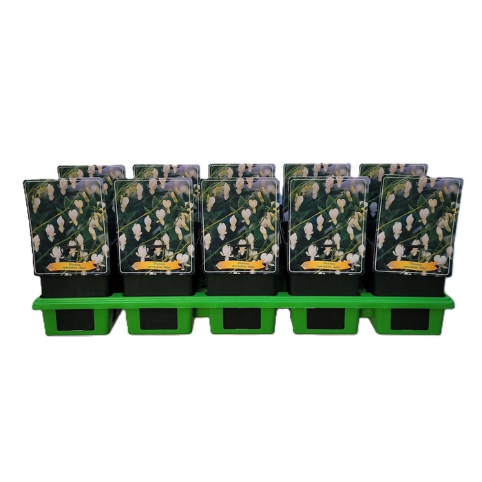 <h4>Dicentra spectabilis Alba</h4>