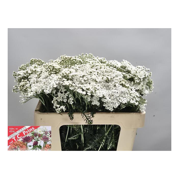 <h4>ACHIL M WHITE BEAUTY</h4>