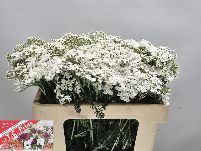 <h4>ACHIL M WHITE BEAUTY</h4>