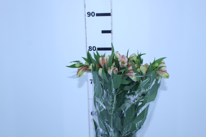 ALSTROEMERIA REBECCA 080 CM