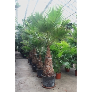 Washingtonia robusta