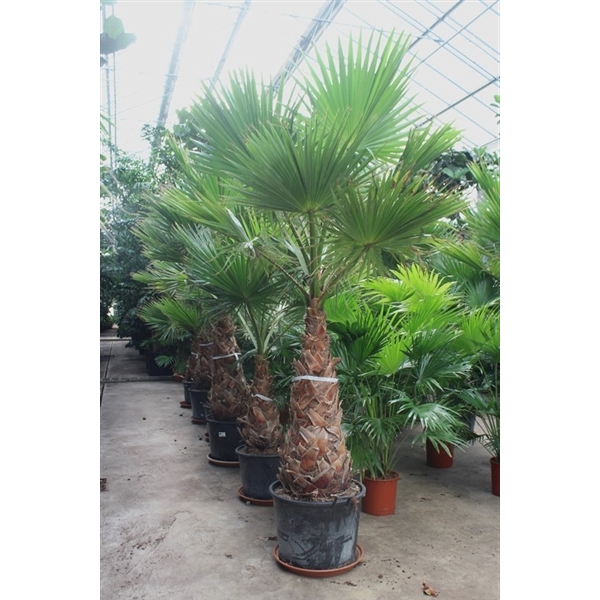 <h4>Washingtonia robusta</h4>