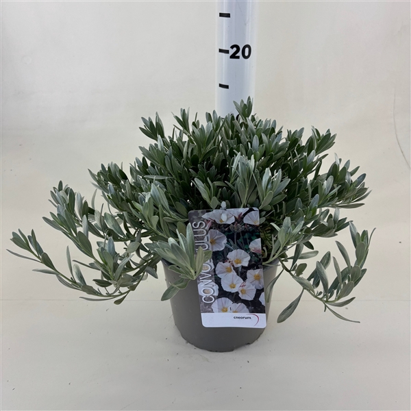 <h4>Convolvulus cneorum</h4>