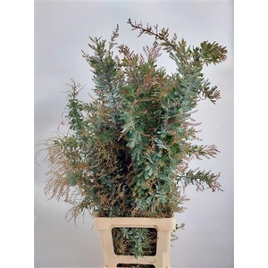 Acacia Baileya Bl Bs Long