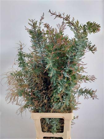 <h4>Acacia Baileya Bl Bs Long</h4>