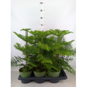 Araucaria heterophylla