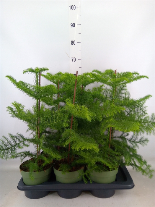 <h4>Araucaria heterophylla</h4>