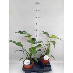 Monstera   ...