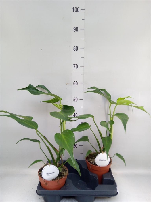<h4>Monstera   ...</h4>