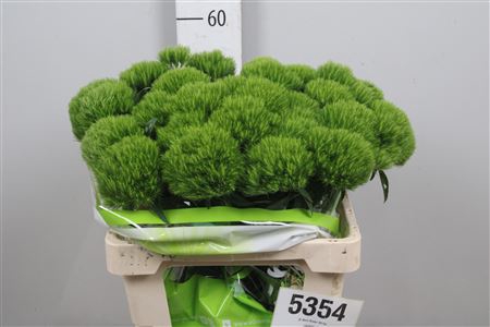 <h4>Di Barb Green Wicky</h4>