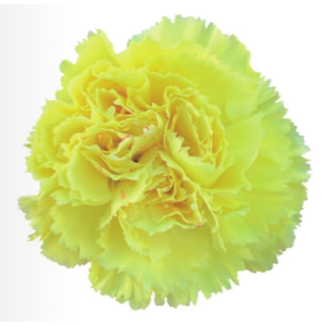 Di St Luiza Yellow 70cm CO