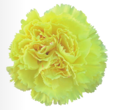 <h4>Di St Luiza Yellow 70cm CO</h4>