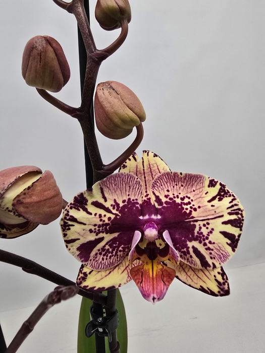 <h4>Limited 76 week 10</h4>