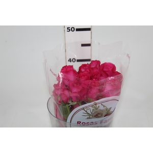 ROSA IVY 040 CM ESTUFA